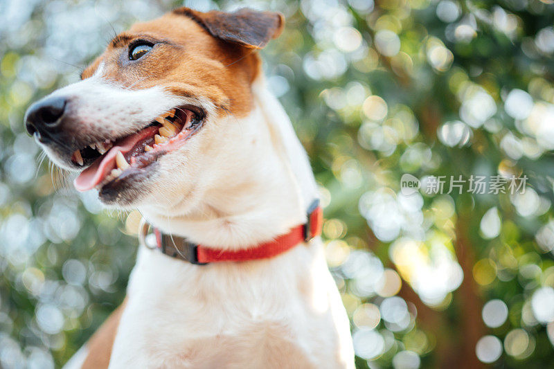 小有趣的杰克罗素梗宠物狗喜欢在夏天的外面宠物喜欢在夏天的外面