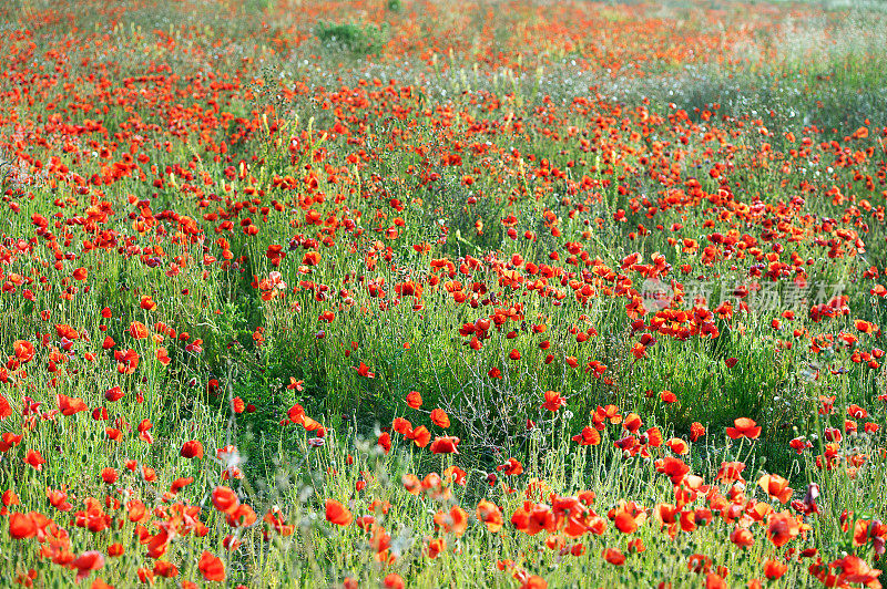 在英国多塞特，充满活力的红罂粟花景色