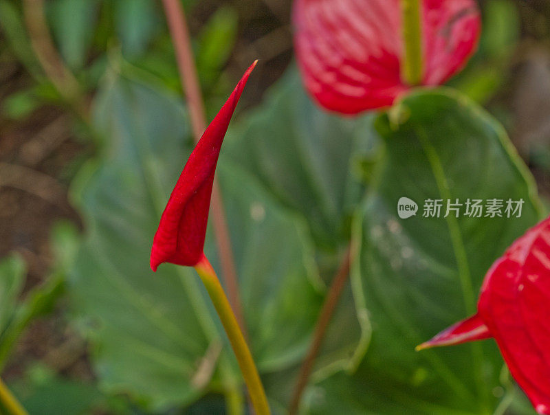 充满异域风情的花朵