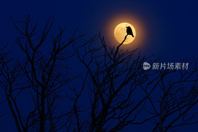 鸟与月球。深夜与渡鸦、黑林鸟一起，坐在树上，天黑了，自然栖息。在森林里有月光的神奇夜晚。可怕的森林与黑乌鸦。自然的艺术观。