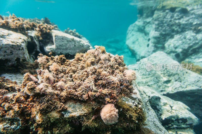 海洋生物