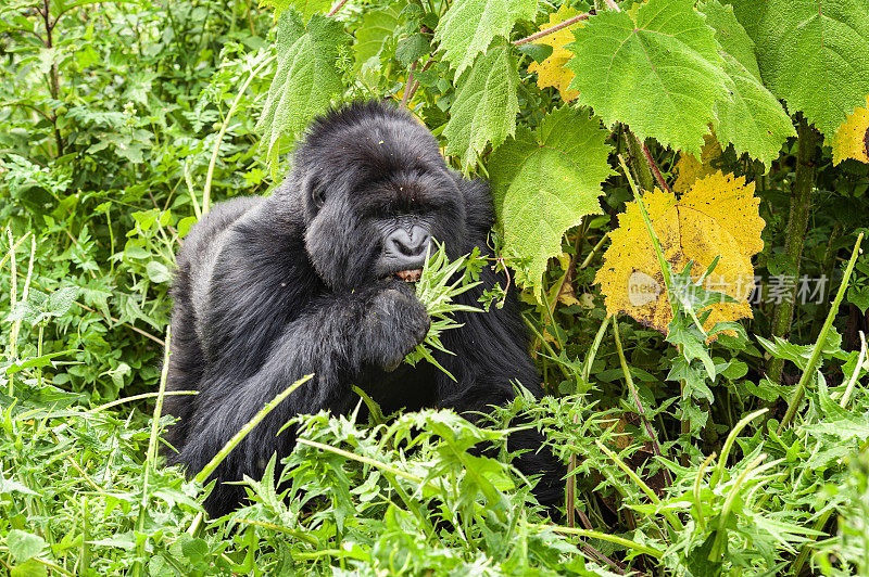 银背山大猩猩正在进食，野生动物拍摄