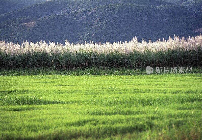 甘蔗种植园，委内瑞拉