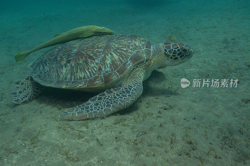 水下拍摄的绿海龟和玳瑁海龟