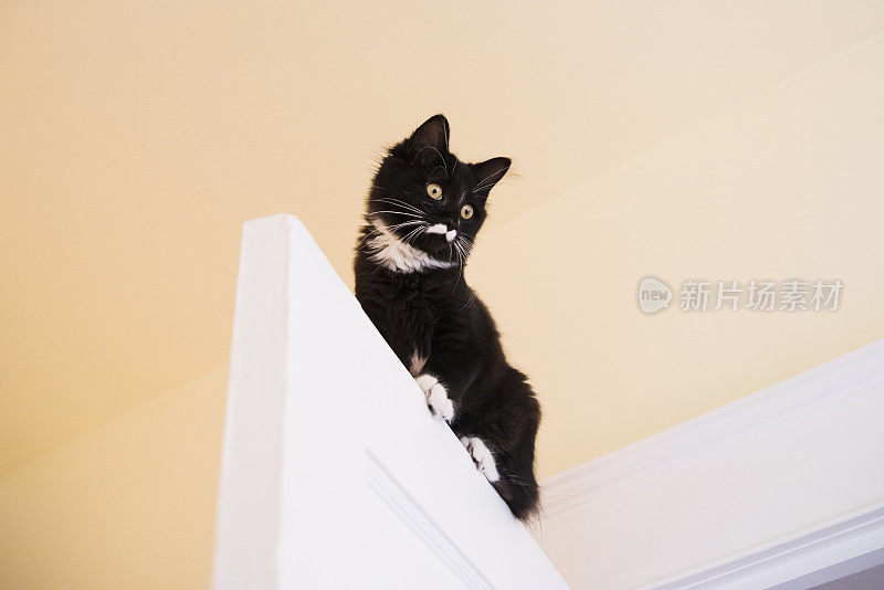 非常活跃的4个月小猫爬上了门顶。
