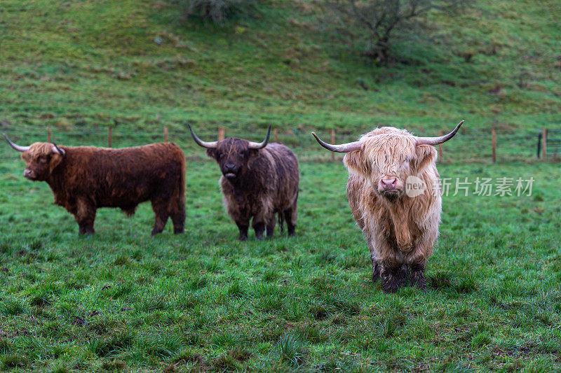 在一个寒冷的冬天的早晨，三头高地奶牛站在苏格兰的田野里，其中两头看着摄像机