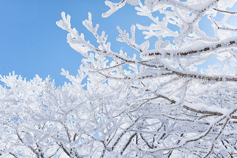 雪的花