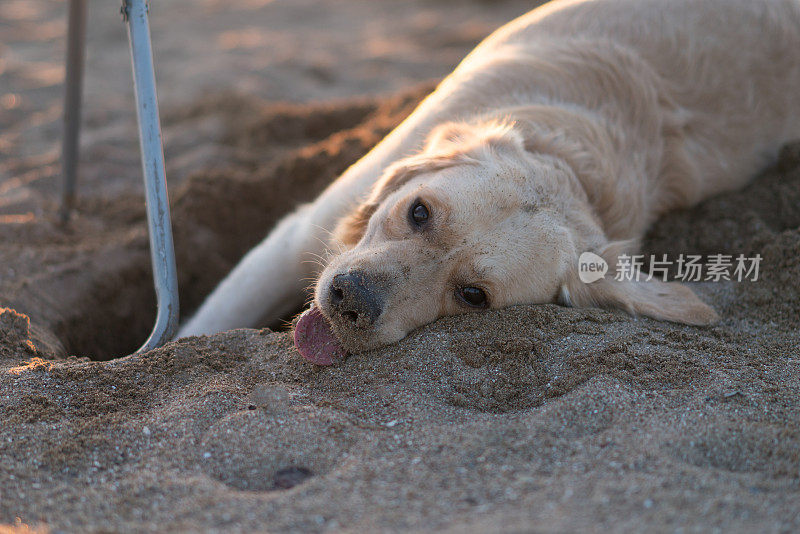 海滩上快乐的金毛寻回犬。