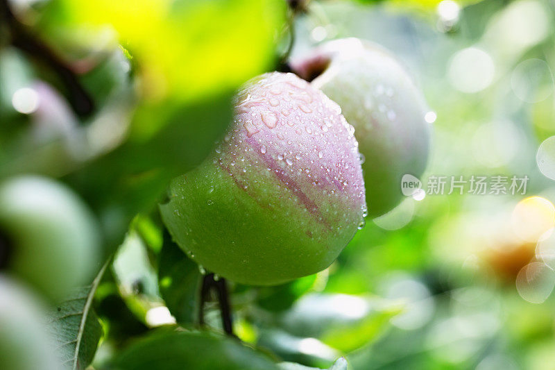 树上的苹果沾满了雨滴