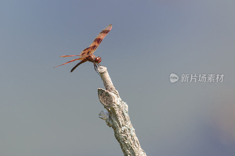 万圣节锦旗蜻蜓