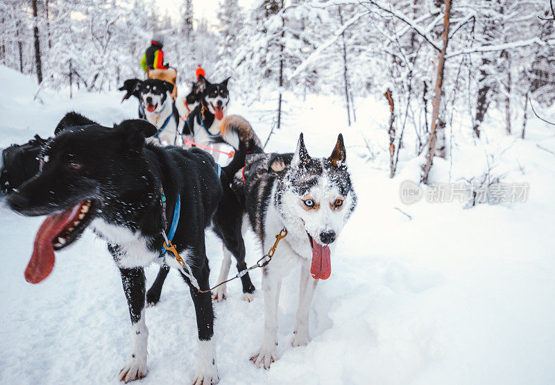 芬兰拉普兰的哈士奇狗站在雪地上