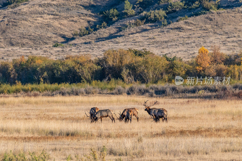 查尔斯·M·罗素野生动物保护区的麋鹿聚集在一起发情