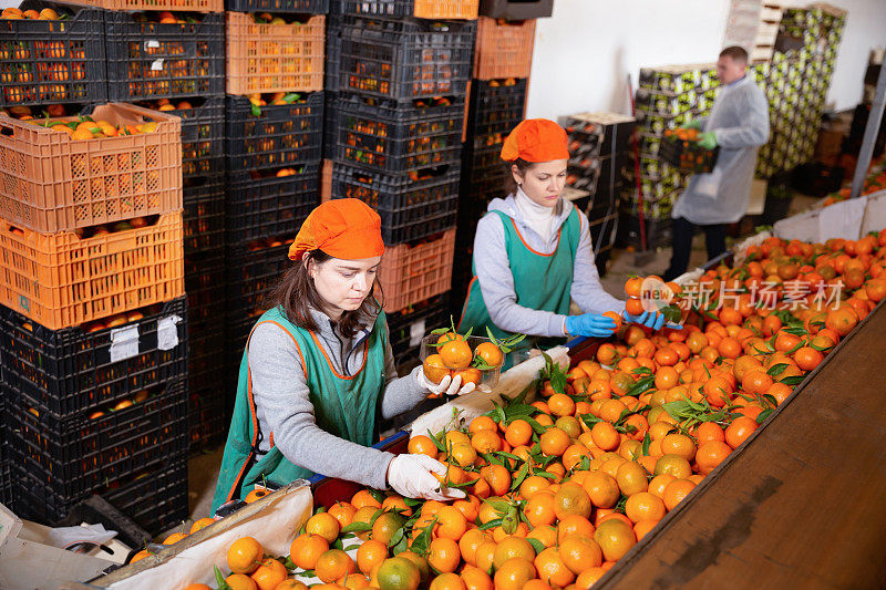 一群男女仓库工人在水果仓库里整理成熟的橘子