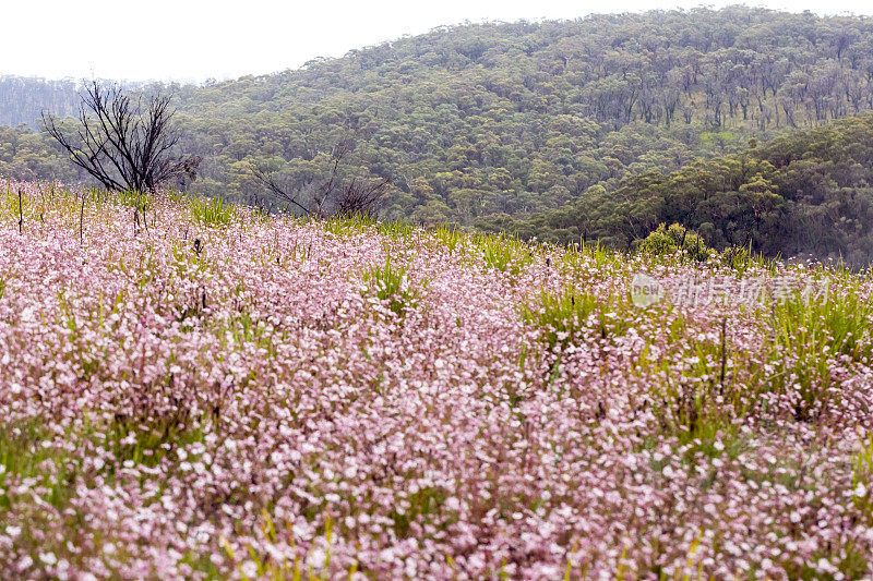 田野的美丽和罕见的本土粉红色法兰绒花在山上，背景与复制空间