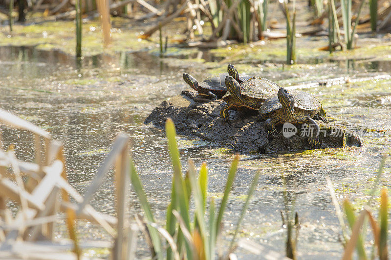 池塘里的木头上的四只乌龟