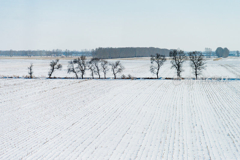 雪地里的树