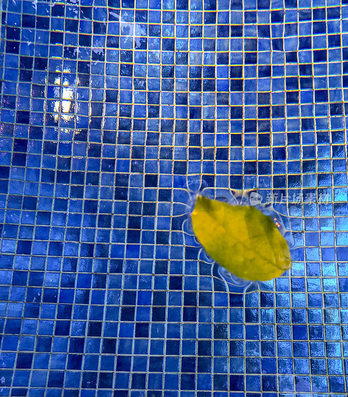 一片树叶落在游泳池荡漾的水面上