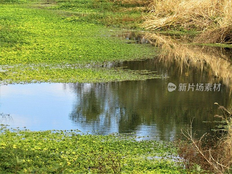 日本。11月。满是浮萍的池塘。照片印象主义。