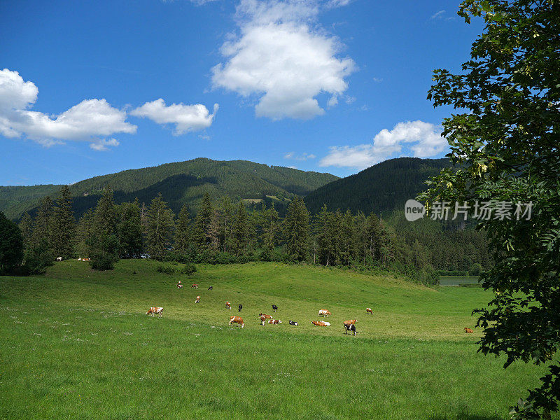 全景式的田园山景在阿尔卑斯山与新鲜的绿色草地开花在一个美丽的阳光明媚的春天