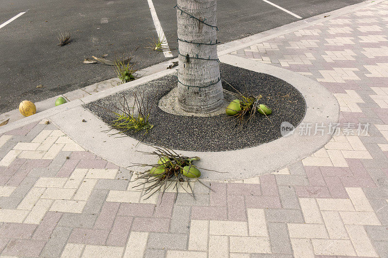 热带风暴后掉在地上的椰子