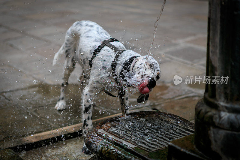 英国赛特犬在喷泉里喝水