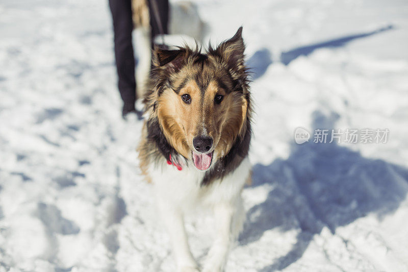 喜乐蒂牧羊犬