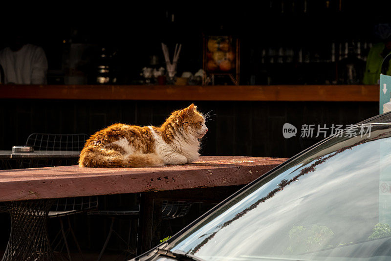 由于冠状病毒的宵禁，阿拉卡蒂的酒吧桌子上的猫和空酒吧和咖啡馆(Alaçatı)。