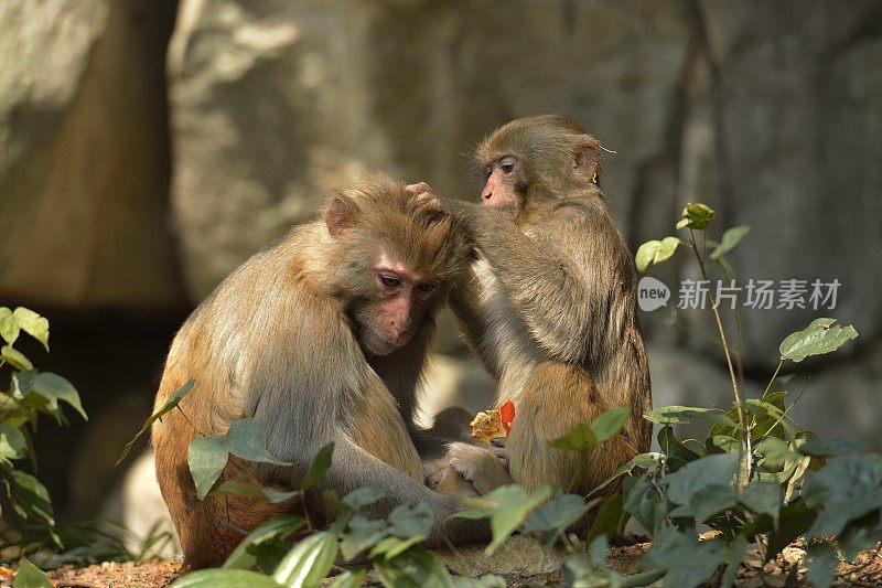 猴子们在互相梳理毛发