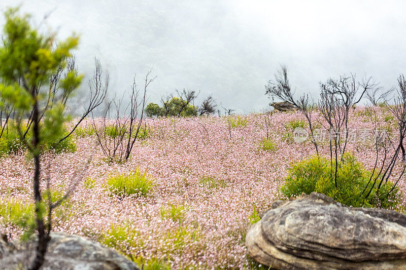 田野的美丽和罕见的本土粉红色法兰绒花在山上，背景与复制空间