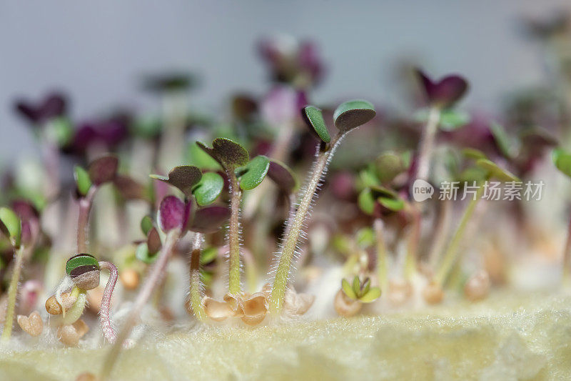 小芽白芥菜，友好的芽在一个特殊的基质发芽种子。