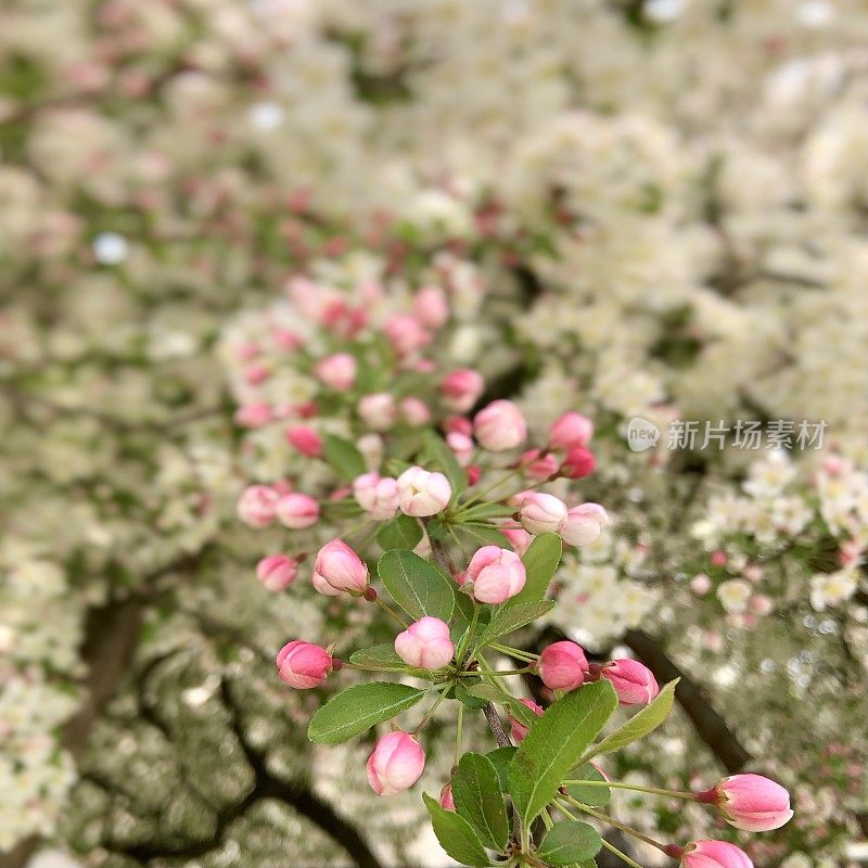 开花的果树发芽和开花