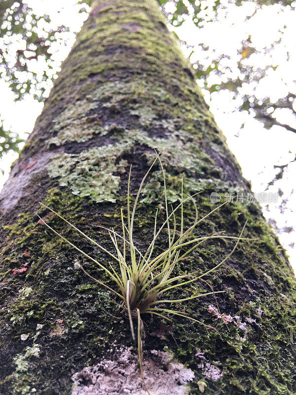 观赏树干与彩色地衣和苔藓与单一飞机