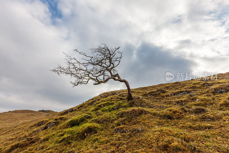 威尔士山上一棵孤独的被风吹拂的树