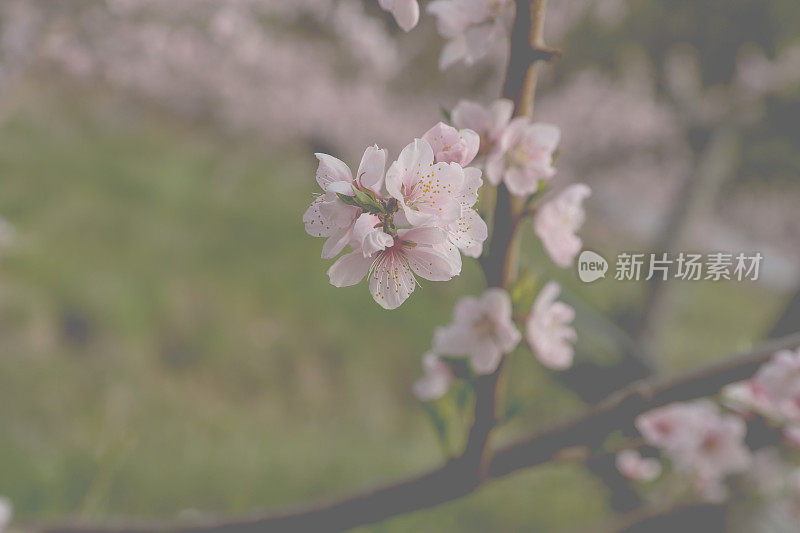 江原道春川寺秀妍花影印