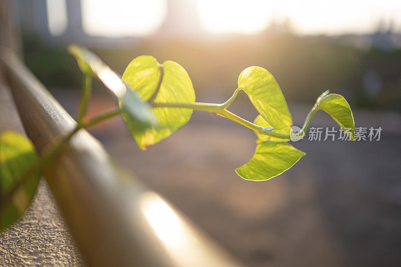 植物从公寓阳台爬出来，背光的夕阳