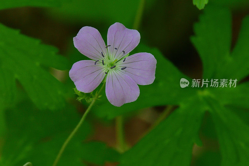 背景中有散焦叶子的野生天竺葵