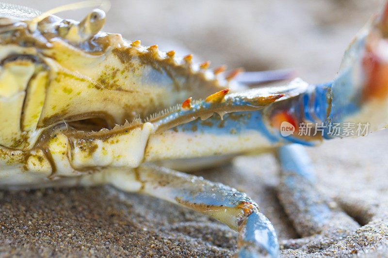 巴塞罗那加瓦海滩沙滩上的蓝蟹，大西洋蓝蟹