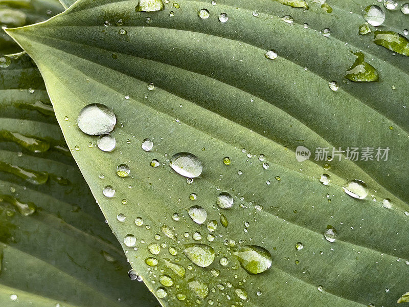 院子里的冬青树叶子和雨滴