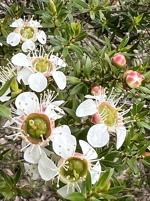 澳大利亚本土开花的千层树灌木