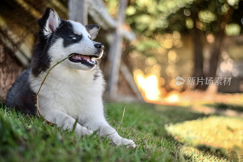 一只漂亮的小狗在后院吃草