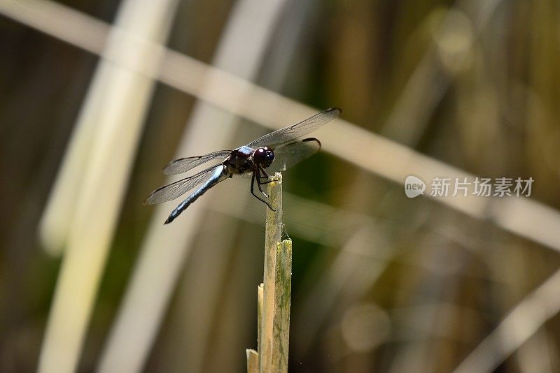 芦苇茎上的蜻蜓