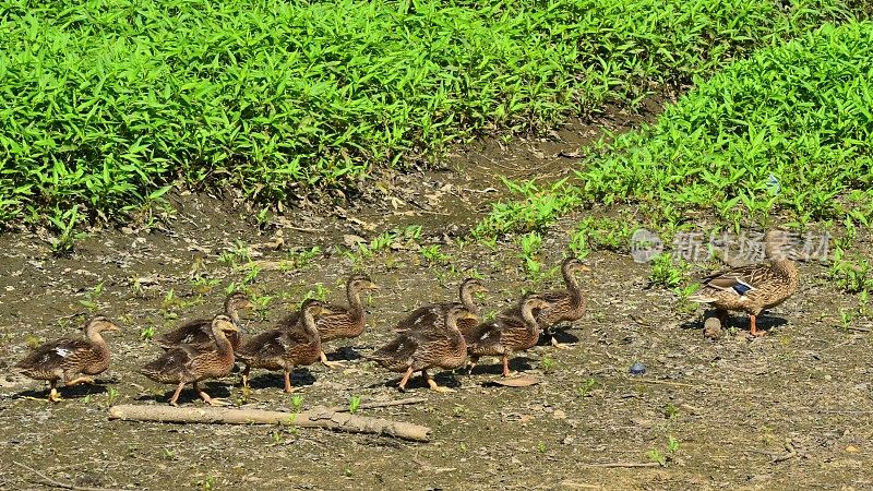 绿头鸭妈妈和九只小鸭