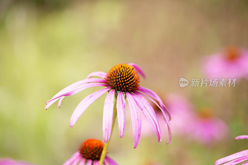 花园里的紫锥花