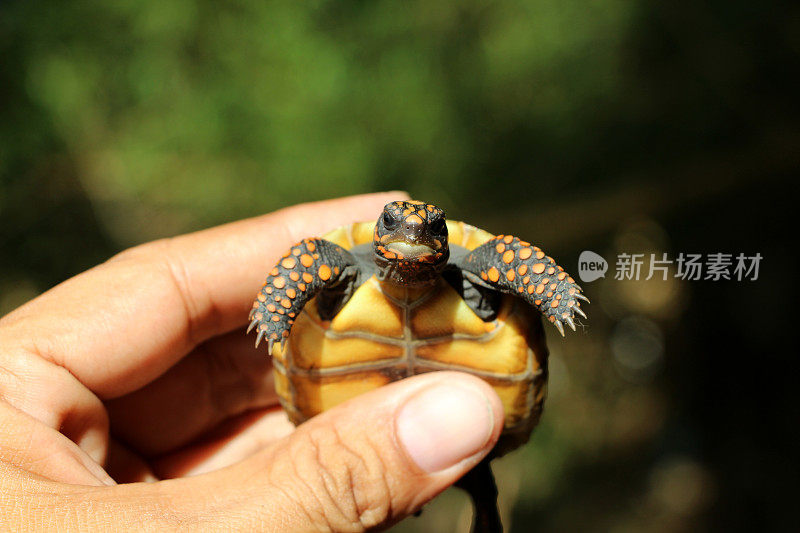 可爱的红脚龟宝宝在大自然中，红脚龟(石炭龟)
