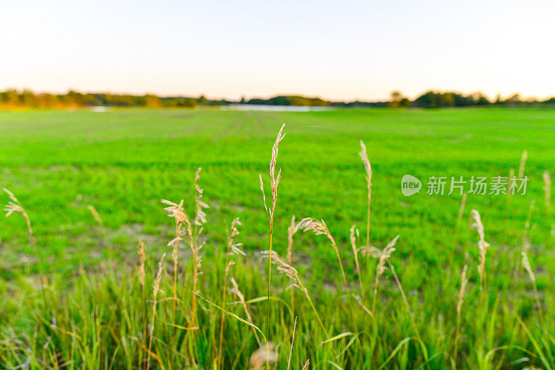 中西部农村农田日落