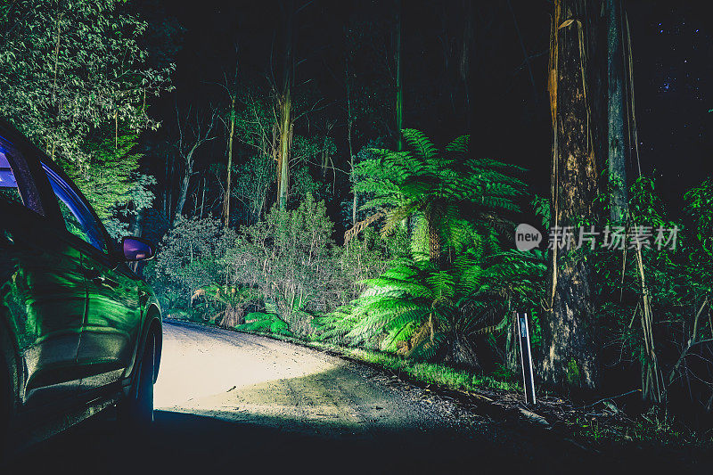 在澳大利亚热带雨林的黑夜里。