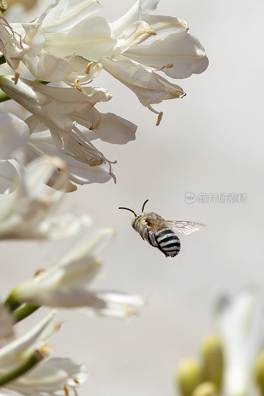 蓝带蜜蜂(Amegilla)