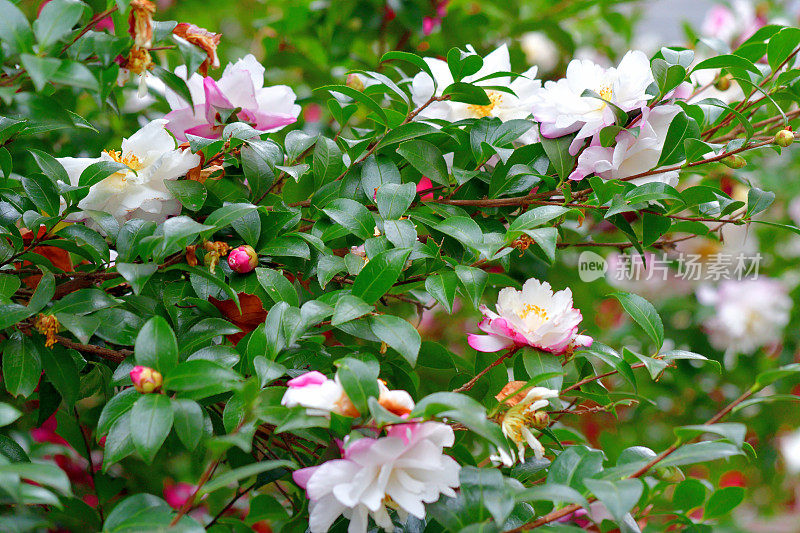 山茶花(重瓣)