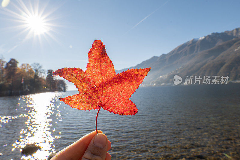 人的手捧着一片美丽的红叶