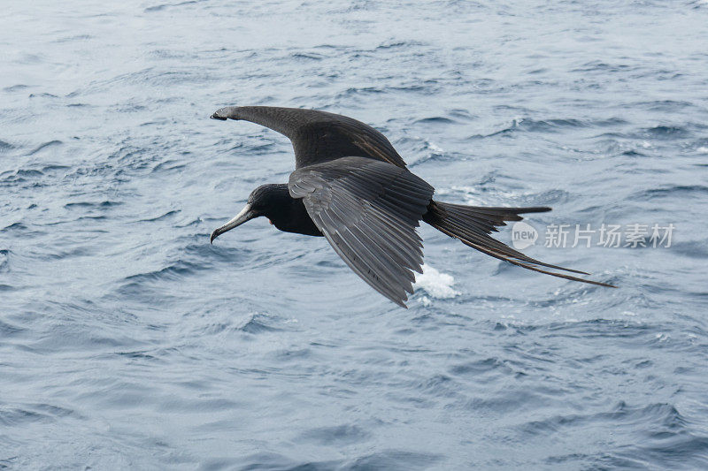 飞行中的军舰鸟，弗洛里亚纳，加拉帕戈斯群岛